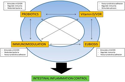 Probiotics and Vitamin D/Vitamin D Receptor Pathway Interaction: Potential Therapeutic Implications in Inflammatory Bowel Disease